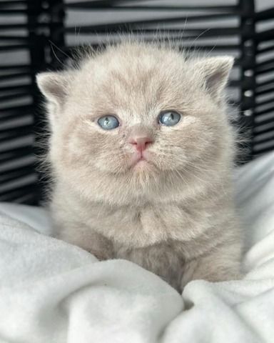 Niedliche Britisch Kurzhaar-Katzen suchen ein neues Zuhause!