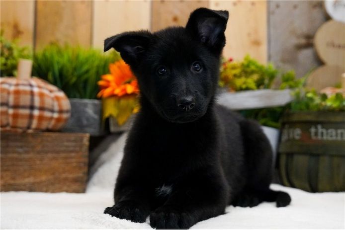 Deutsche Schäferhund Welpen