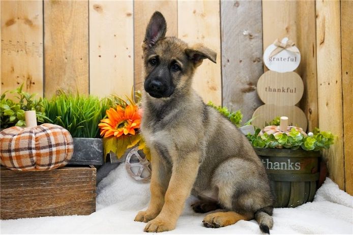 Deutsche Schäferhund Welpen