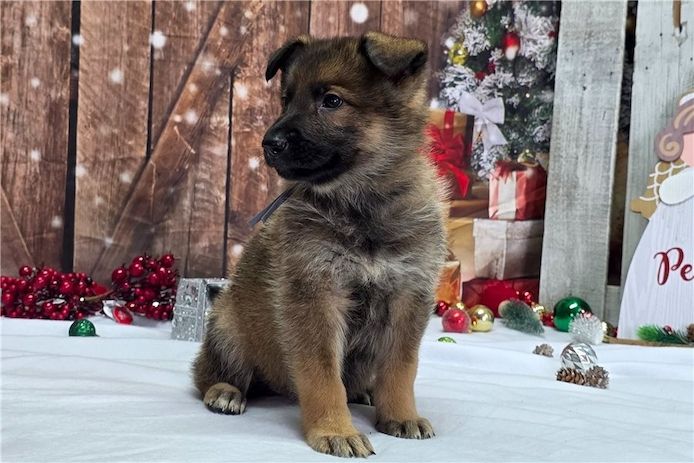 Deutsche Schäferhund Welpen