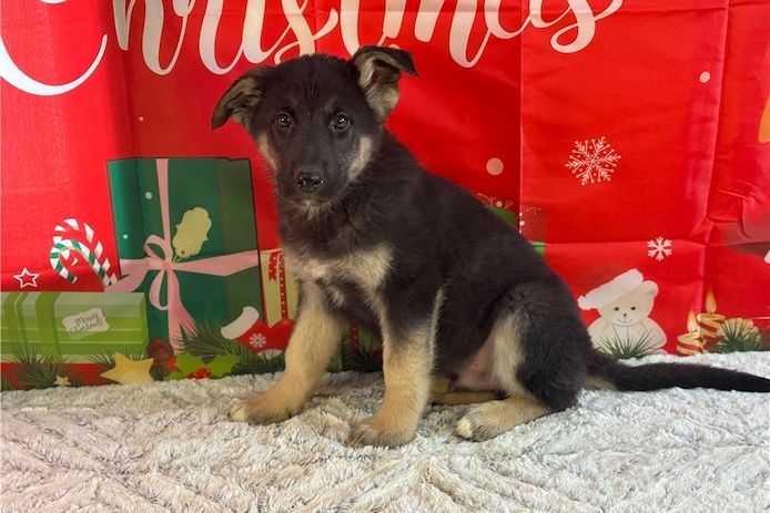 Deutsche Schäferhund Welpen