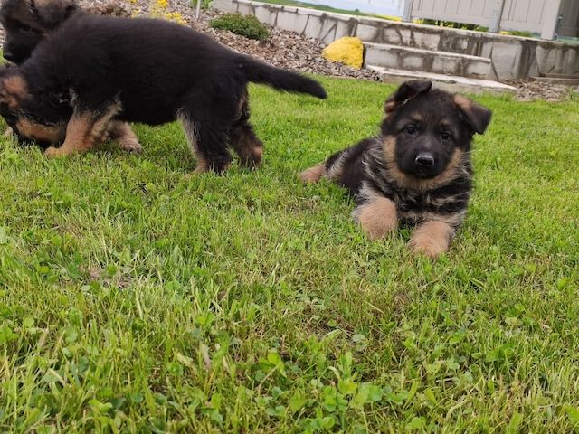 Deutsche Schäferhund Welpen