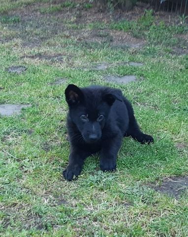 Deutsche Schäferhund Welpen