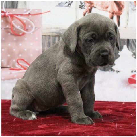 Wunderschöne Blaue cane corso welpen