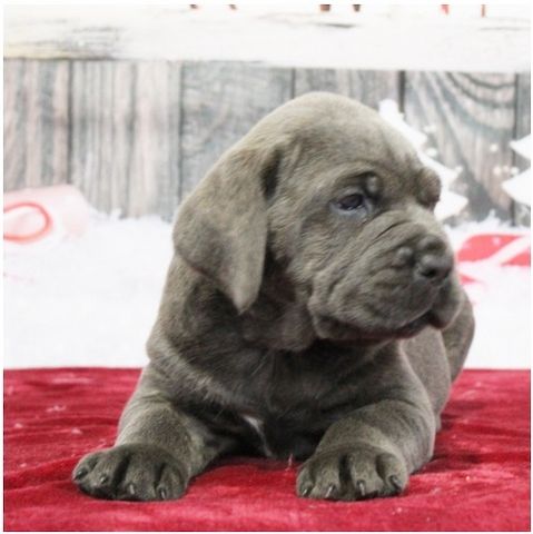 Wunderschöne Blaue cane corso welpen