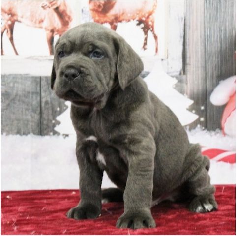 Wunderschöne Blaue cane corso welpen