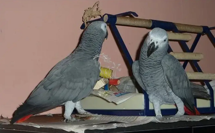 Graupapageien zur Adoption