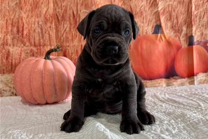 Wunderschöne, cane corso welpen  mit Papieren,