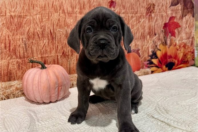 Wunderschöne, cane corso welpen  mit Papieren,