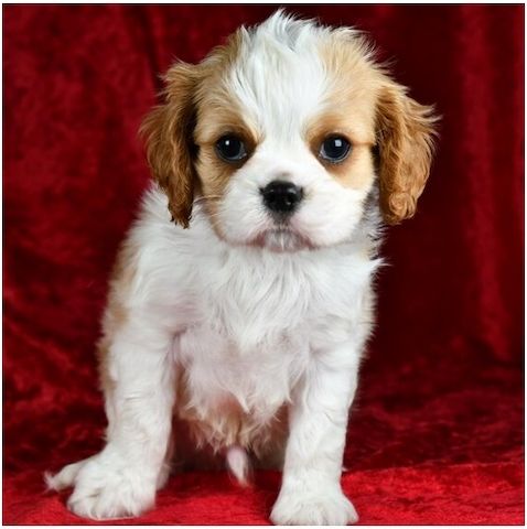 Cavalier King Charles Welpen Wunderschöne,
