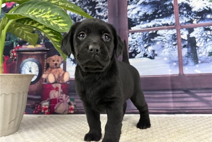 Süße Labrador Welpen mit Papieren