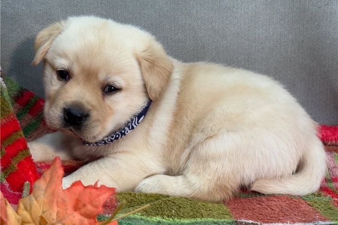 Süße Labrador Welpen mit Papieren