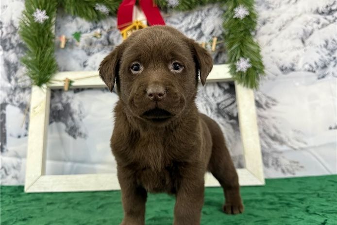 Süße Labrador Welpen mit Papieren