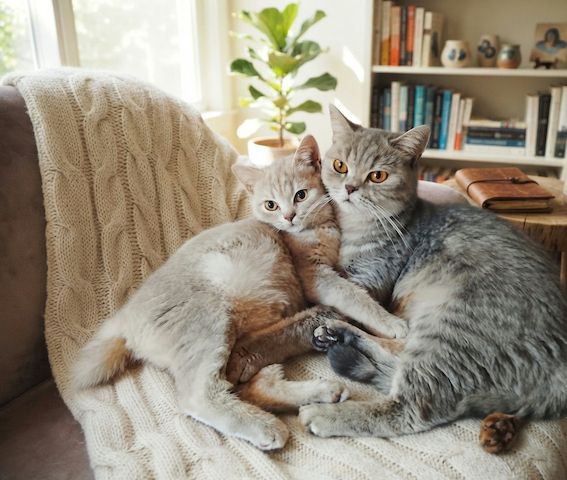 Britisch-Kurzhaar-Katzen
