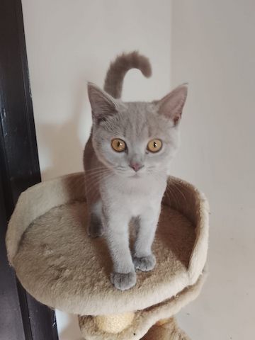Britisch-Kurzhaar-Katzen