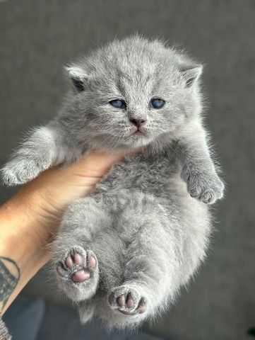 Britische Kurzhaar-Kätzchen zur Adoption