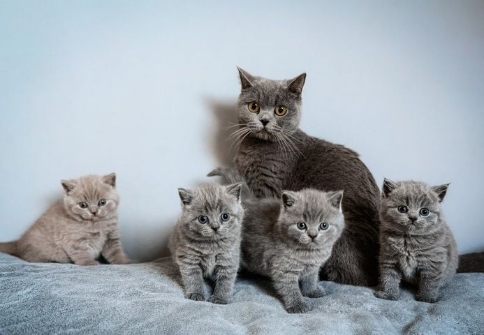 Britische Kurzhaar-Kätzchen zur Adoption