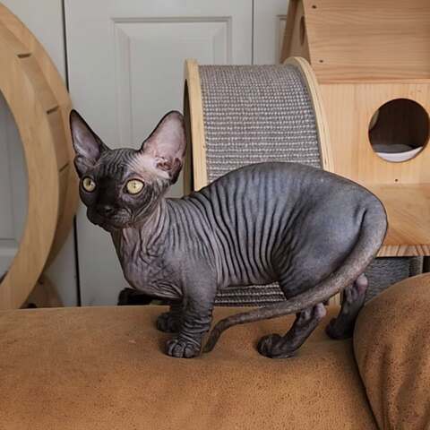 Sphynx-Kätzchen zu verkaufen