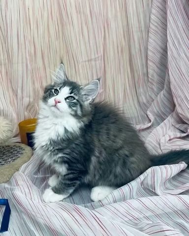 Maine-Coon-Kätzchen warten auf Sie