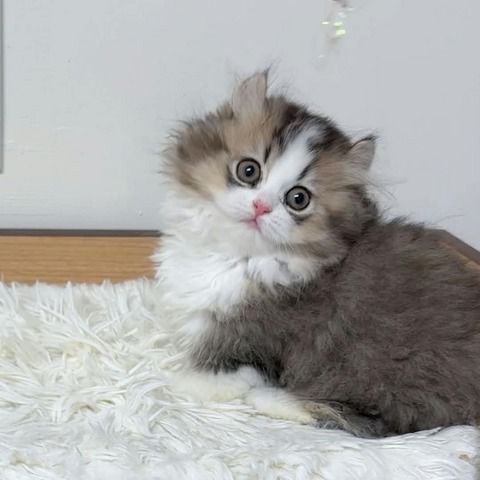 Maine-Coon-Kätzchen warten auf Sie