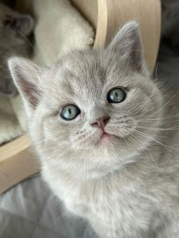 Perserkatze