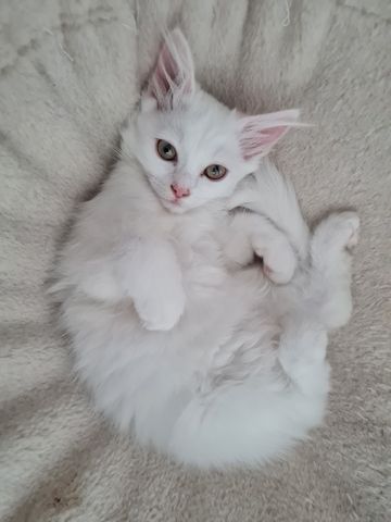 Babykatze, Kitten