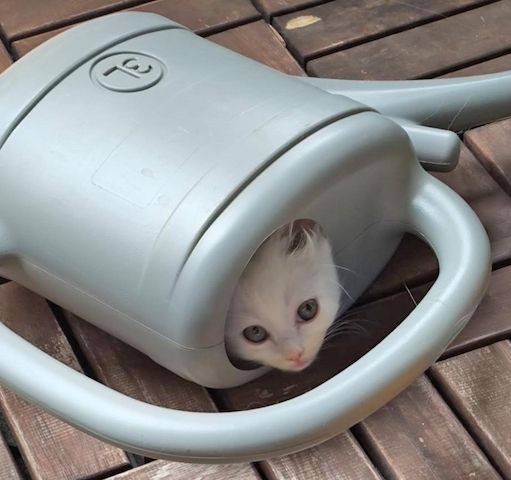 Babykatze, Kitten