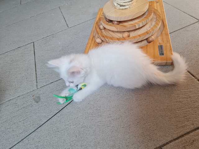 Babykatze, Kitten
