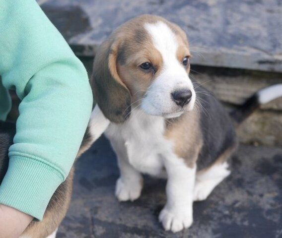 Beagle-Welpen