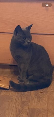 Deckkater.