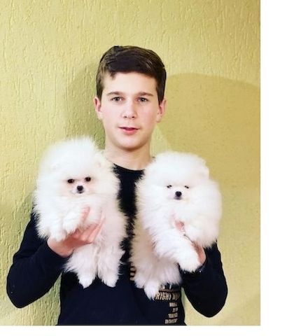 Pomeranian Welpen