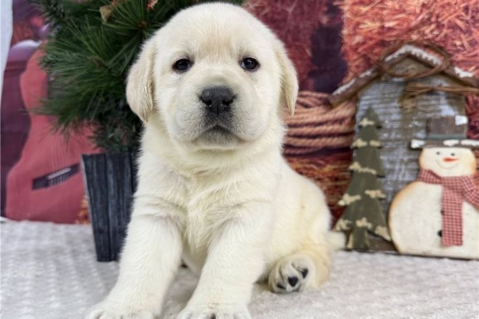 Wunderschöne Labrador Welpen suchen ihr Traumzuhause