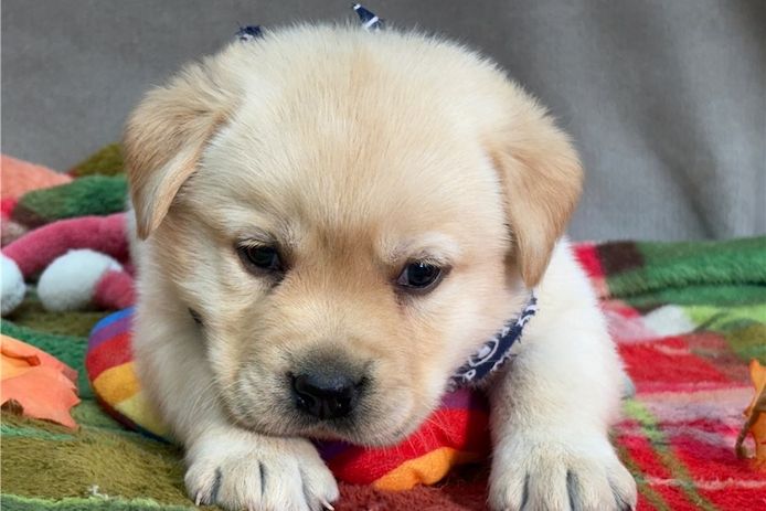 Wunderschöne Labrador Welpen suchen ihr Traumzuhause