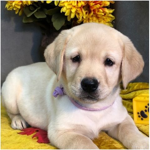 Wunderschöne Labrador Welpen suchen ihr Traumzuhause