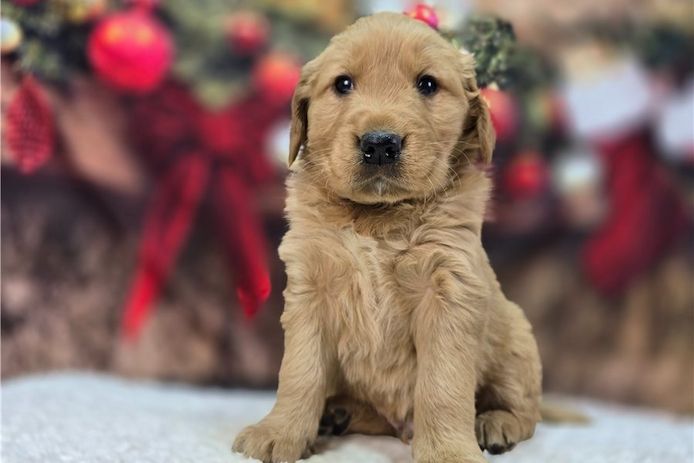 Golden Retriever Welpen suchen Ihre Familie  Welpen mit Ahnentafel