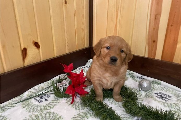 Golden Retriever Welpen suchen Ihre Familie  Welpen mit Ahnentafel