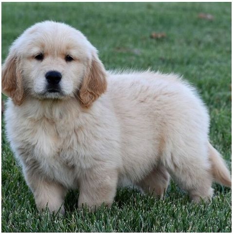 Golden Retriever mit Ahnentafel