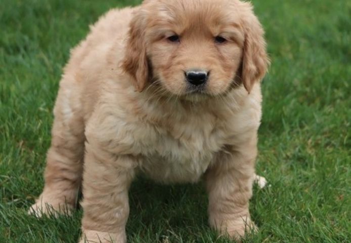Golden Retriever mit Ahnentafel