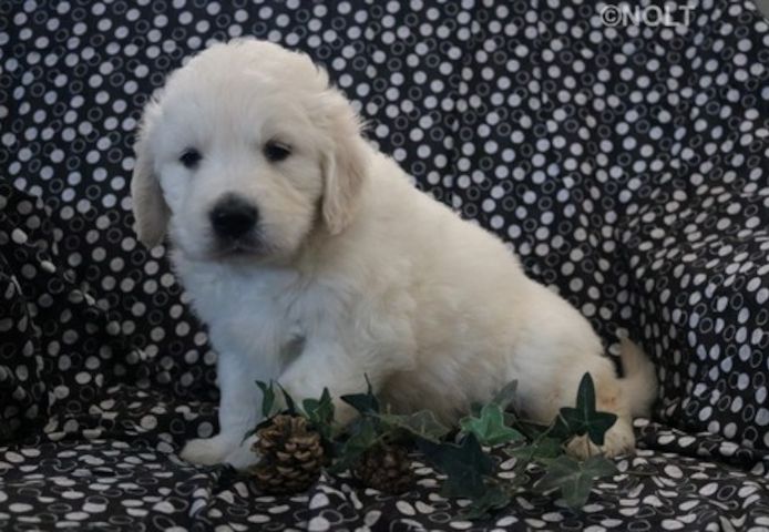 Golden Retriever mit Ahnentafel