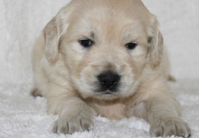 Golden Retriever mit Ahnentafel