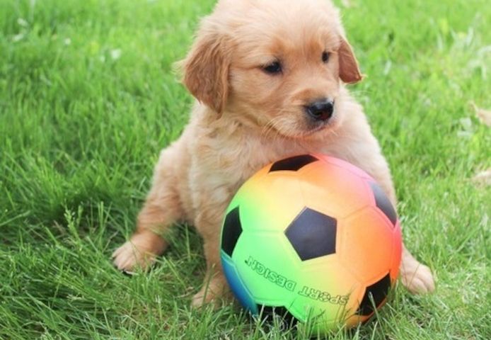 Golden Retriever mit Ahnentafel
