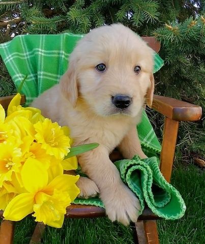 Golden Retriever mit Ahnentafel
