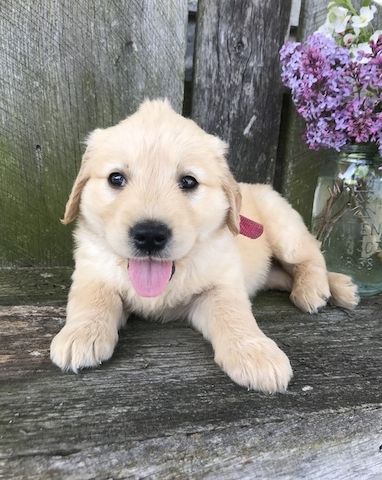 Golden Retriever mit Ahnentafel
