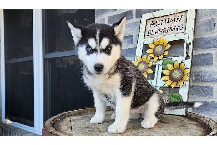 Reinrassige Siberian Husky Welpen mit Blauen und Braunen Augen ein neues und nettes Zuhause