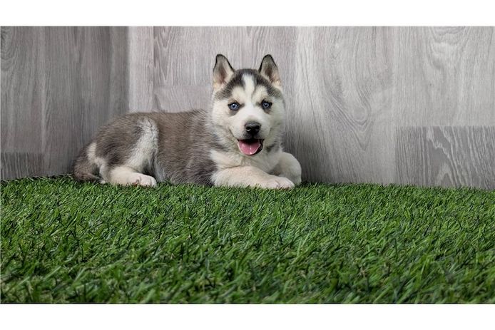 Reinrassige Siberian Husky Welpen