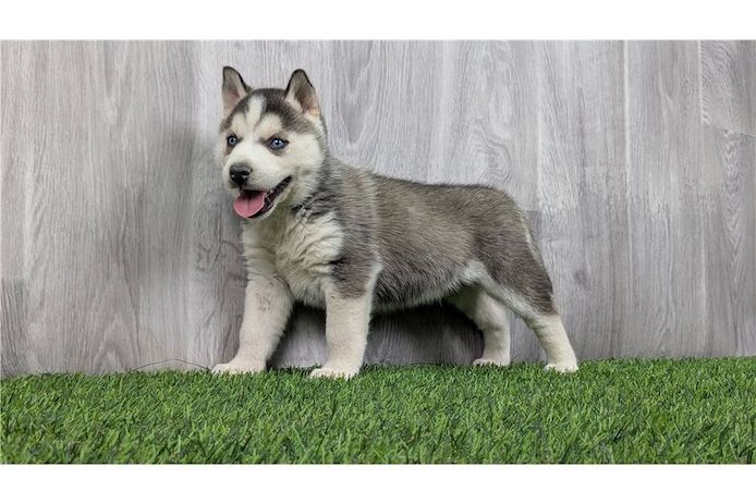 Reinrassige Siberian Husky Welpen