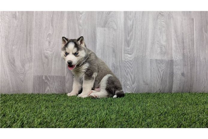 Reinrassige Siberian Husky Welpen