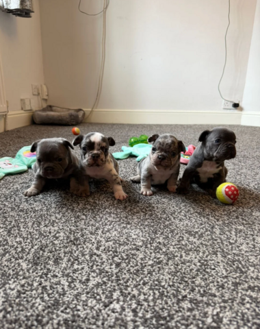Französische Bulldoggen-Welpen suchen ein neues Zuhause