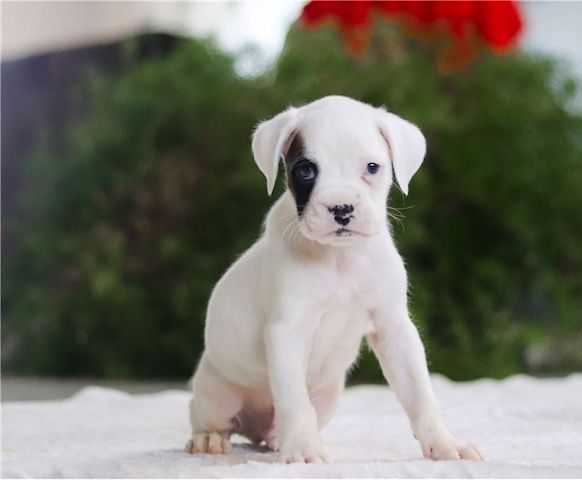 Boxer Welpen suchen ein neues Zuhause