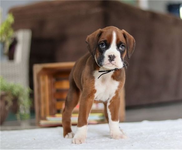 Boxer Welpen suchen ein neues Zuhause